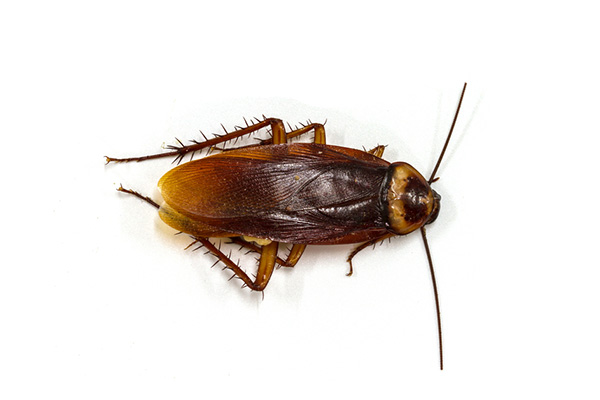 蟑螂有什么危害，我們該如何快速消滅它？