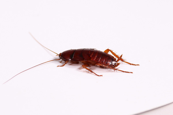 蟑螂有什么危害，我們該如何快速消滅它？