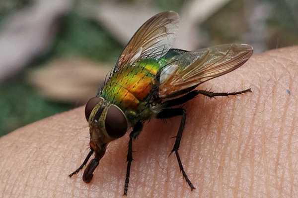 家庭消滅蒼蠅有哪些好辦法？